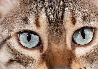 Image showing Bengal kitten eyes in macro close up