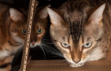 Image showing Bengal cat peering through cardboard box