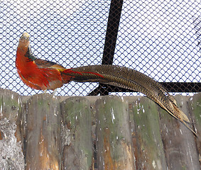 Image showing Golden pheasant