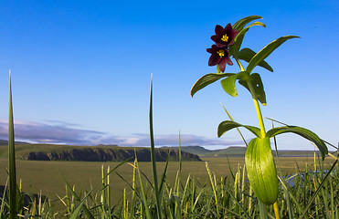 Image showing Black lily of Kamchatka