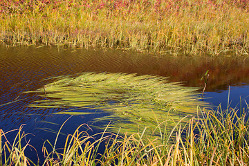 Image showing Summer tundra lake