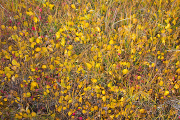 Image showing Autumn in the tundra: dwarfish birch in grass