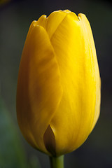 Image showing yellow tulip