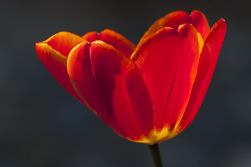 Image showing red tulip