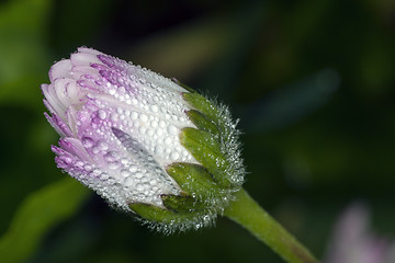 Image showing drops of dew on daisy