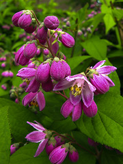 Image showing Spring flower