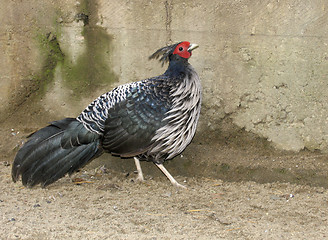 Image showing Pheasant