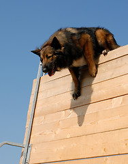 Image showing sportive belgian shepherd