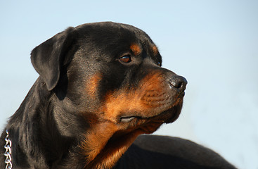 Image showing rottweiler