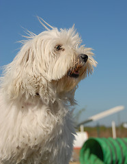 Image showing little dog in agility