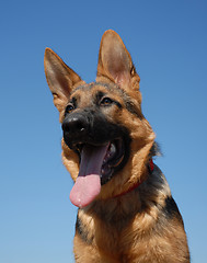 Image showing puppy german shepherd