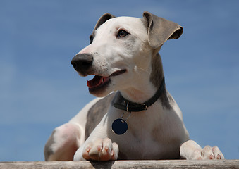 Image showing puppy whippet