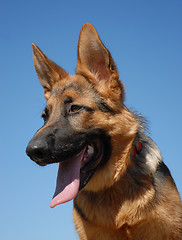 Image showing puppy german shepherd