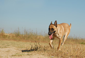 Image showing running sheepdog