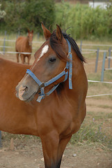 Image showing brown horse