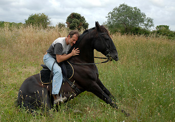 Image showing sitting horse