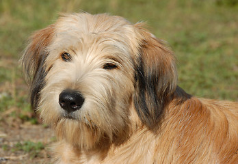 Image showing pyrenean shepherd