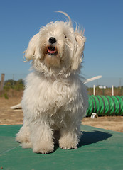 Image showing little white dog