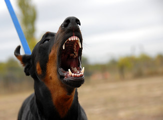 Image showing dangerous doberman