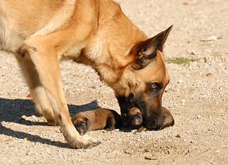 Image showing mother dog and puppies