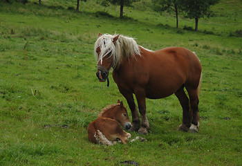 Image showing draught horses