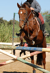 Image showing jumping brown horse