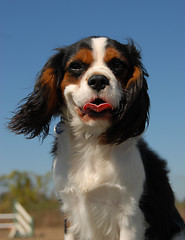 Image showing cavalier king charles