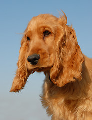 Image showing puppy english cocker