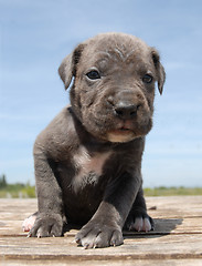 Image showing puppy cane corso