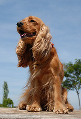 Image showing cocker spaniel