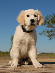 Image showing sitting puppy golden retriever