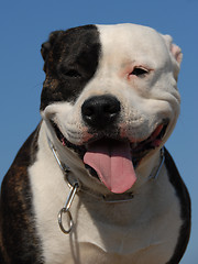 Image showing american staffordshire terrier