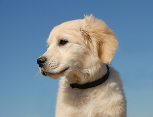 Image showing profil of  puppy golden retriever