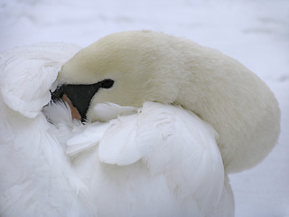 Image showing Head of white swan