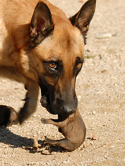 Image showing female dog and puppies