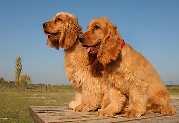 Image showing two puppies english cockers