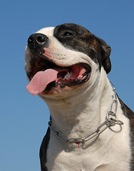 Image showing head of pit bull