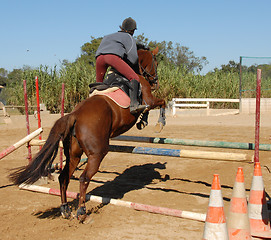 Image showing jumping brown horse