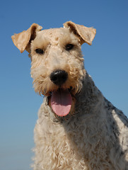Image showing fox terrier