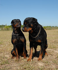 Image showing two rottweilers