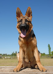 Image showing puppy german shepherd