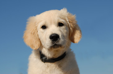 Image showing puppy golden retriever