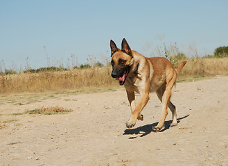 Image showing running belgian shepherd