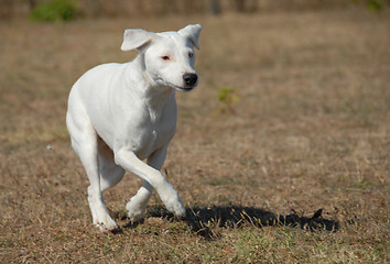 Image showing running jack russel terrier