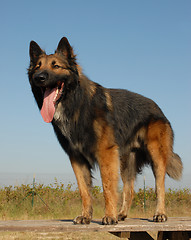 Image showing belgian shepherd tervuren