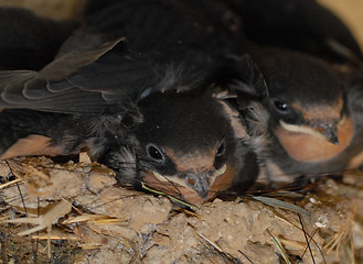 Image showing young swallow
