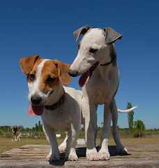 Image showing two little dogs