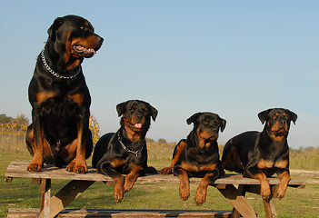 Image showing four rottweilers