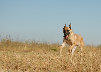 Image showing running malinois