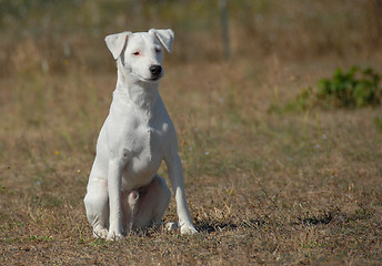 Image showing sitting jack russel terrier